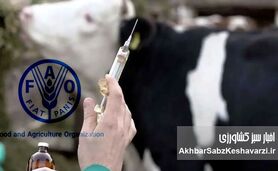 خطر تب برفکی با سروتیپ SAT1 در راه بود؛ خواب زمستانی وزارت کشاورزی و دامپزشکی کشور+ نامه