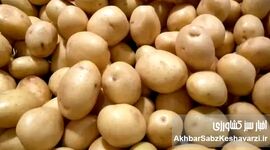 به‌هیچ‌وجه این سیب‌زمینی‌ها را نه بخر و نه مصرف کن!