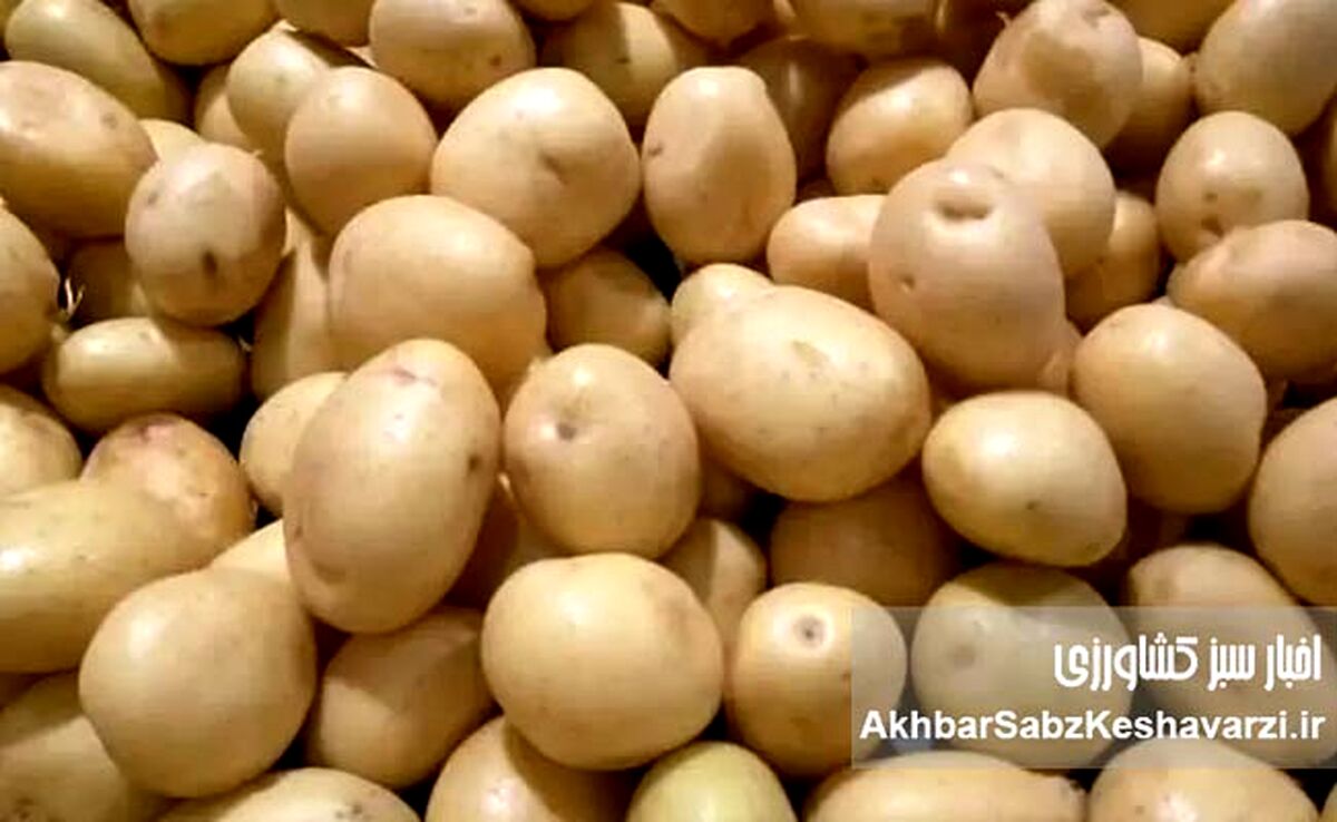 به‌هیچ‌وجه این سیب‌زمینی‌ها را نه بخر و نه مصرف کن!