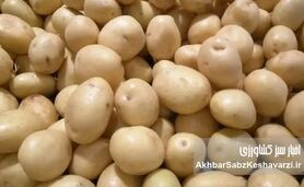 صادرات سیب زمینی مجاز شد
