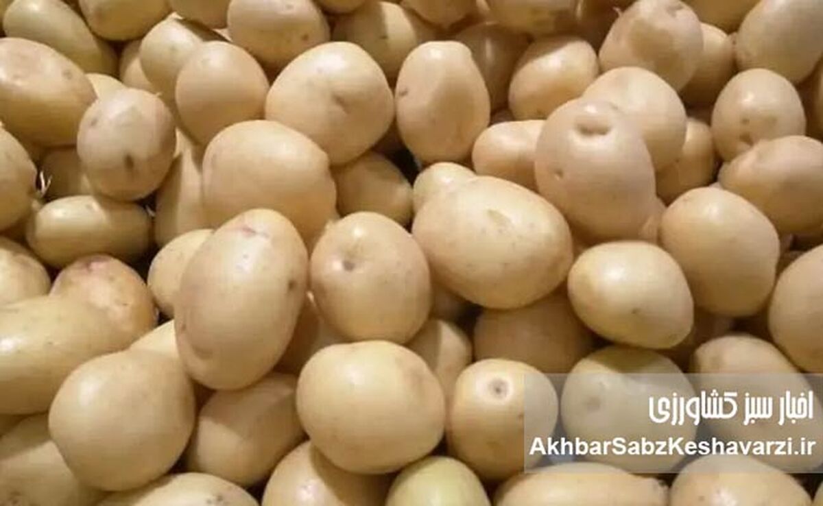  صادرات «سیب‌زمینی» پرمصرف به‌طور کامل ممنوع شد