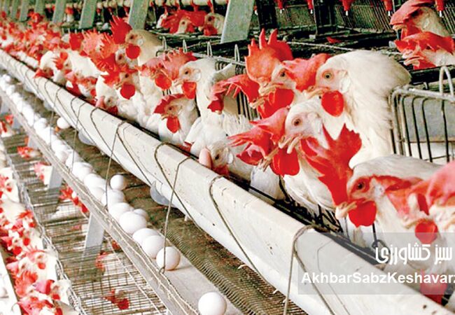سیستم هشدار مرغداری؛ نگهبان هوشمند و ارزان برای جلوگیری از تلفات سنگین