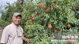 انارِ جان‌سخت در دلِ کویر گلستان؛ روایت موفقیت باغ خانواده سقر در آق‌قلا+ویدئو
