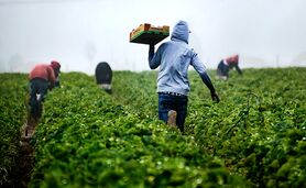 تهران و اسلام آباد هدف ۳ میلیارد دلاری تجارت کشاورزی را تعیین کردند