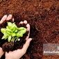 بهترین خاک برای گیاهان گلخانه‌ای