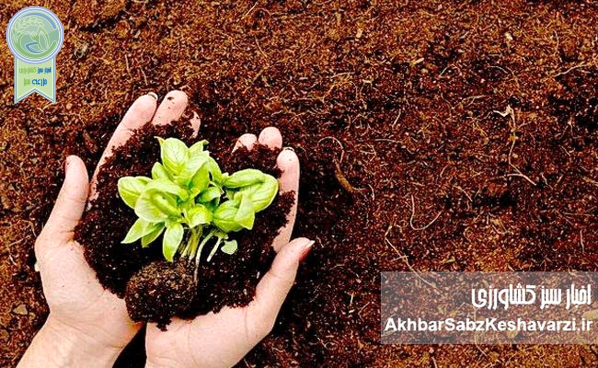 بهترین خاک برای گیاهان گلخانه‌ای