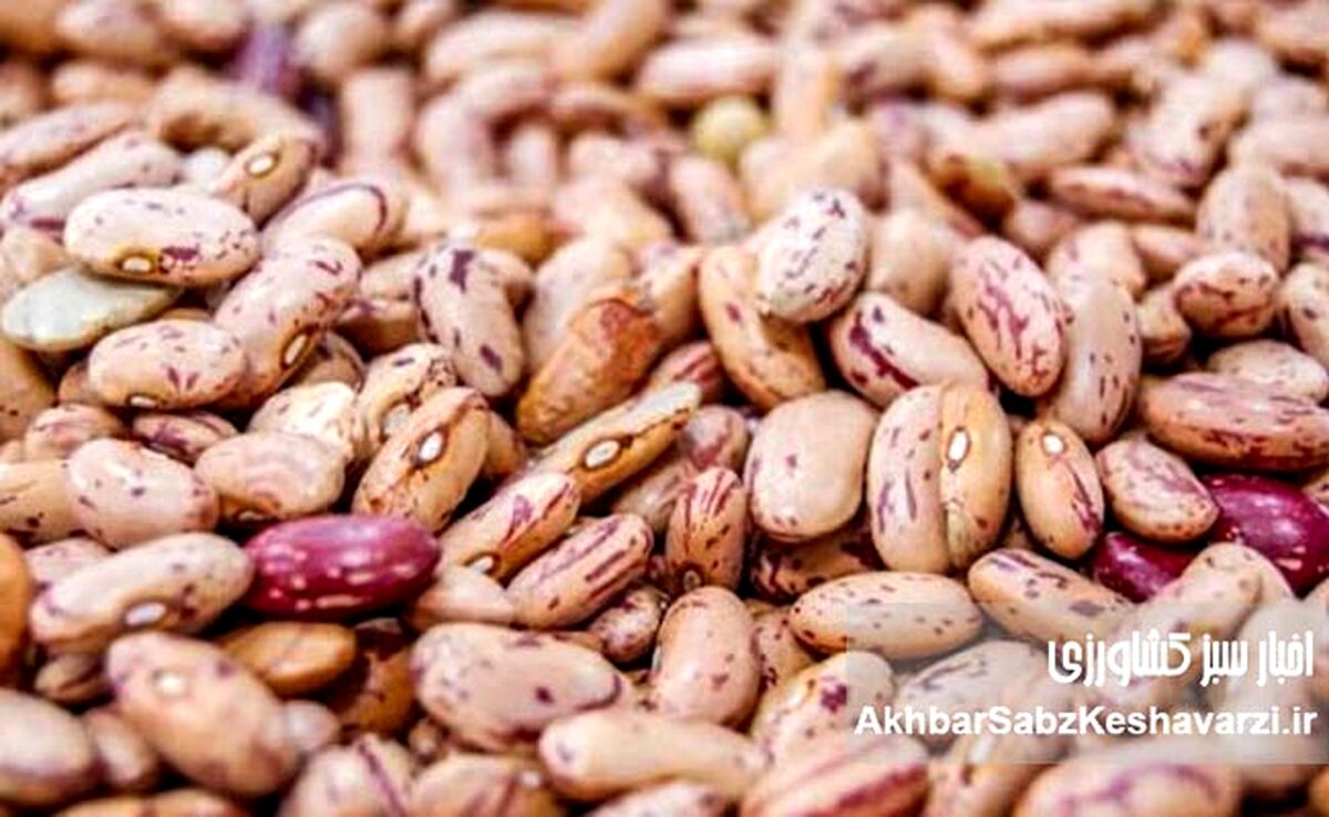 حباب قیمت لوبیا چیتی: چرا قیمت لوبیا چیتی ناگهان سر به فلک کشیده است؟
