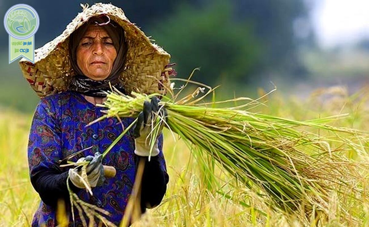 تولید ۲۱ میلیون تن غلات در ایران طی سال ۲۰۲۳