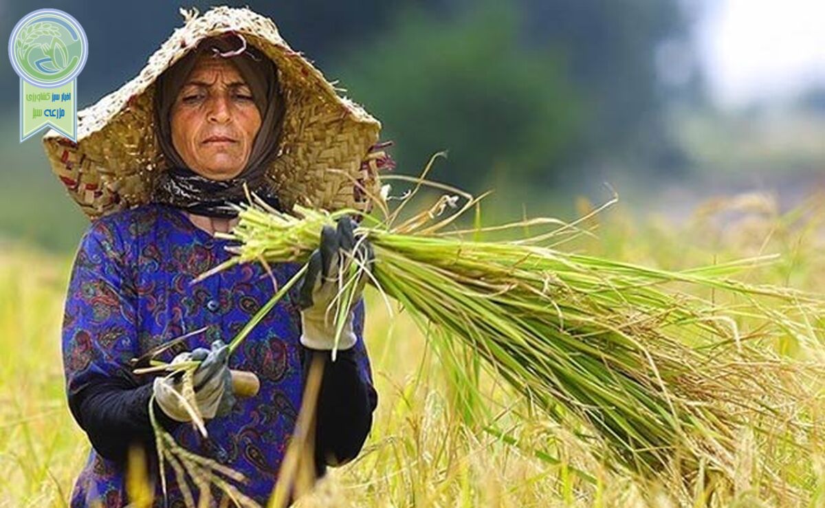 تولید ۲۱ میلیون تن غلات در ایران طی سال ۲۰۲۳