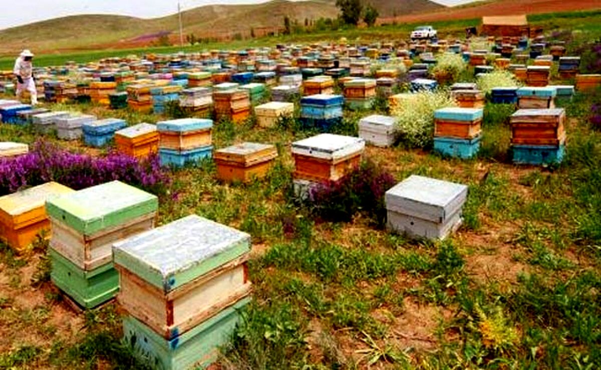 سرشماری سراسری زنبورستان‌های کشور از هفتم تا نوزدهم مهر

