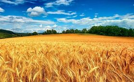 تخصیص جایزه و تحقق خرید  ۱۲ میلیون تن گندم


