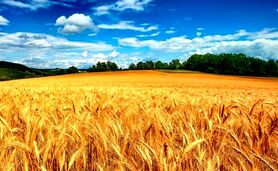 تخصیص جایزه و تحقق خرید  ۱۲ میلیون تن گندم

