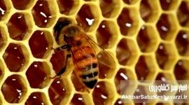 بیماری‌های رایج زنبور عسل در ایران و راهکارهای جامع پیشگیری و درمان