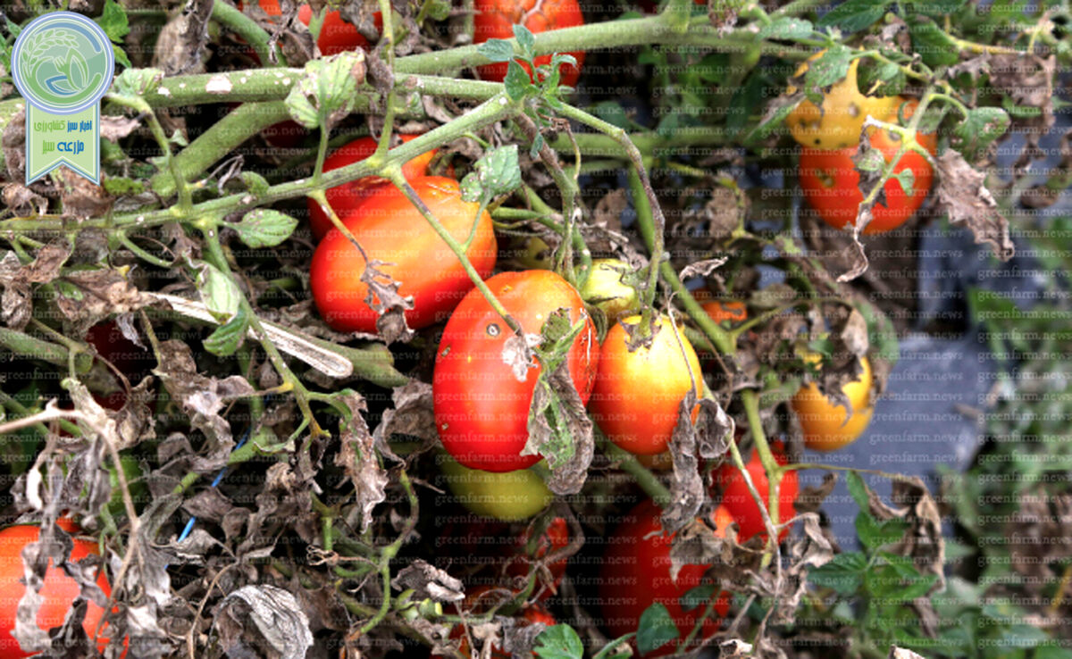 این گیاهان را با هم کشت نکنید
