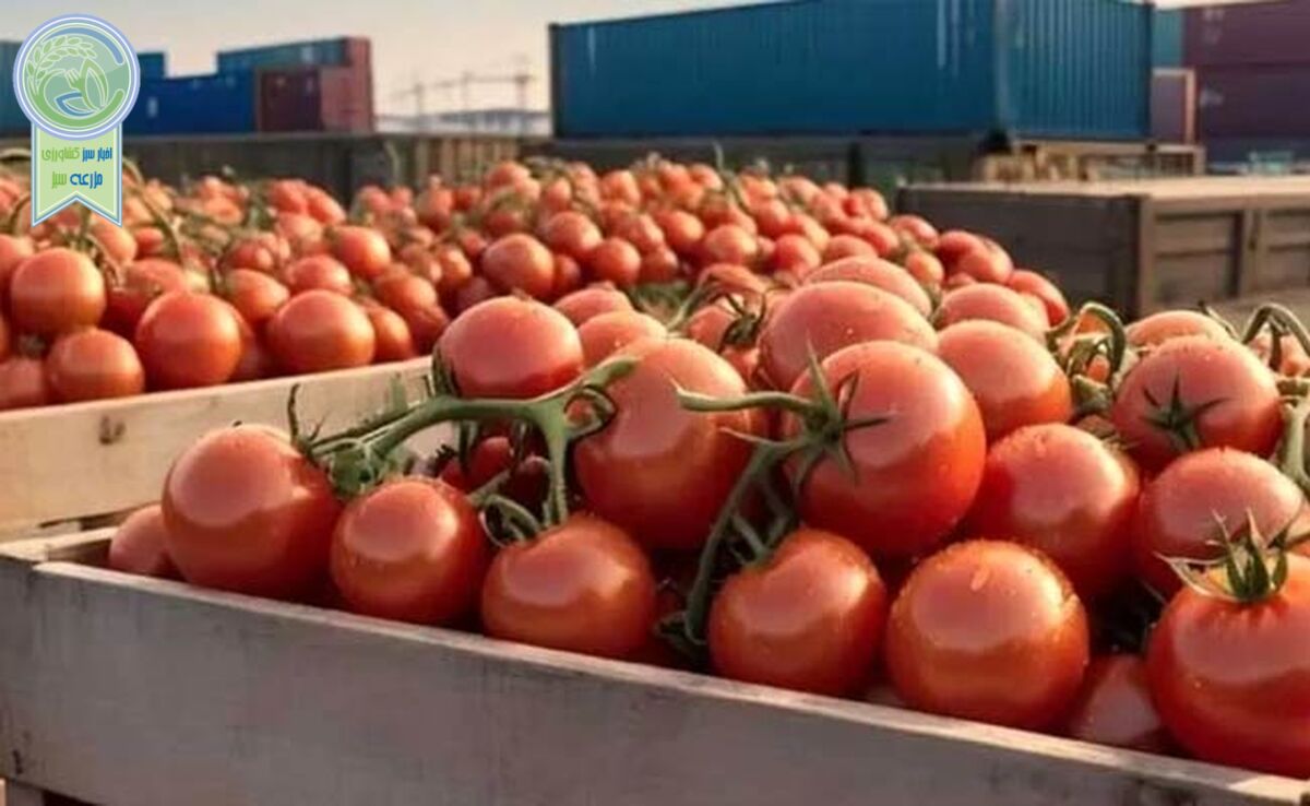 ممنوعیت‌های صادراتی محصولات کشاورزی برای تنظیم بازار در سال ۱۴۰۴

