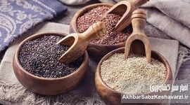 کینوا؛ محصولی که آب را حفظ می‌کند و ثروت می‌آفریند