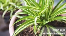 اصول اولیه کاشت گل و گیاه در آپارتمان