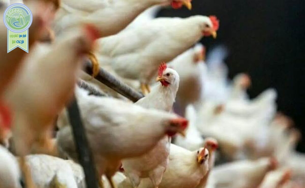تولید مرغ ۱۵ درصد مازاد بر نیاز کشور است

