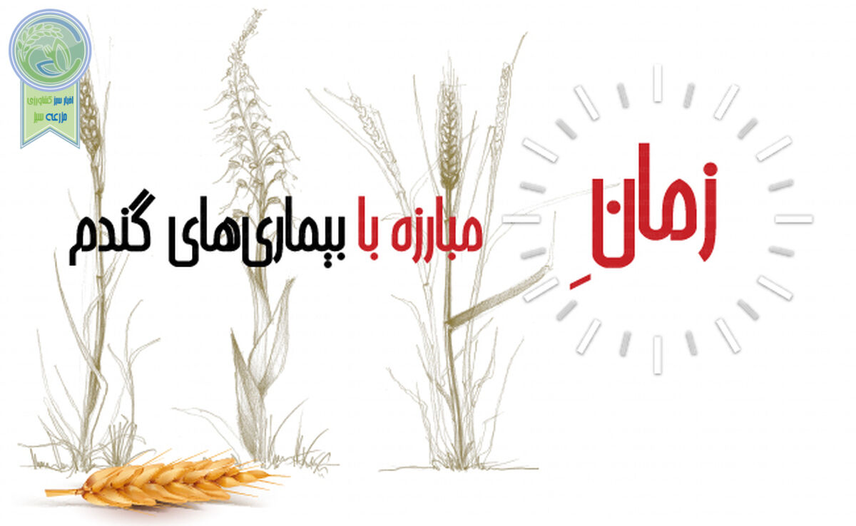 زمان مبارزه با بیماری‌های گندم+ اینفوگرافی

