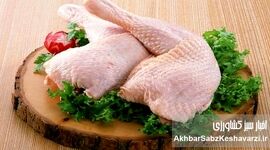 ۱۴۵هزار تومان هزینه تولید یک کیلو مرغ؛ هشدار جدی برای آینده بازار