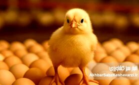 فروش تخم‌مرغ نطفه‌دار؛ راه نجات مرغداران از زیان تولید گوشت مرغ