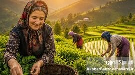بانوان شالیزار و باغ‌های چای؛ فرشتگان سبز امنیت غذایی ایران+ ویدئو