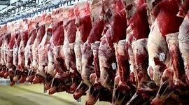 تلاش انجمن توزیع‌کنندگان گوشت برای تأمین سلامت غذایی در تهران

