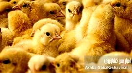 نیاز جوجه‌ریزی ماهانه به ۱۲۰ میلیون قطعه رسید؛ هشدار مرغداران درباره زیان تولید
