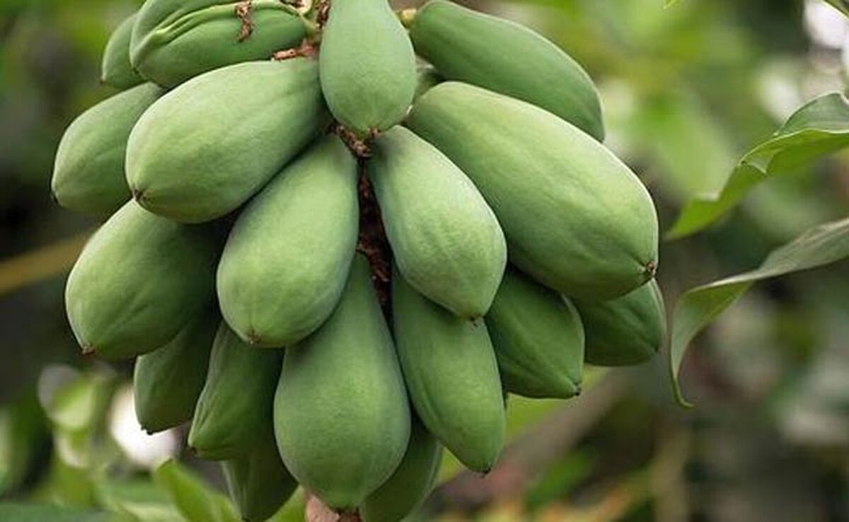 پاپایا، میوه‌ای خوشمزه و پر خاصیت+ ویدئو


