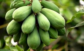 پاپایا، میوه‌ای خوشمزه و پر خاصیت+ ویدئو

