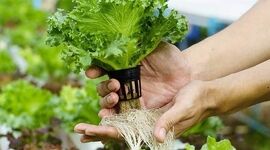 هیدروپونیک: راهی برای تولید محصولات سالم و ارگانیک+ ویدئو

