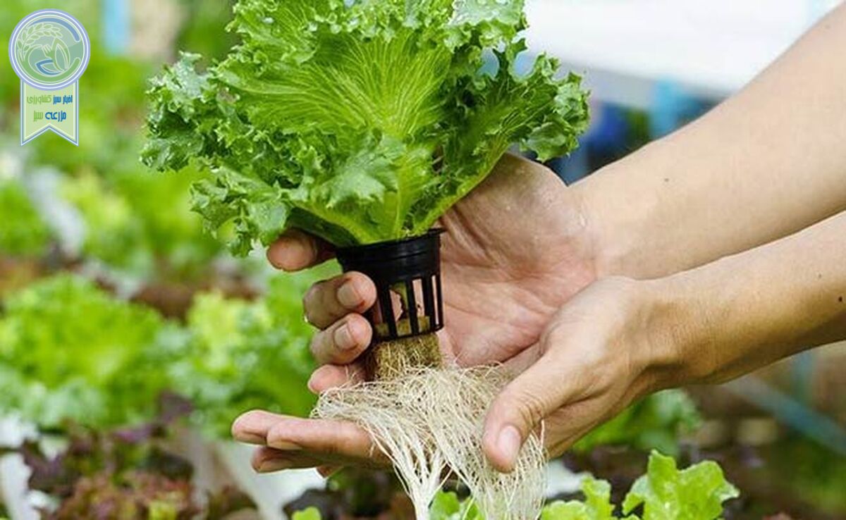 هیدروپونیک: راهی برای تولید محصولات سالم و ارگانیک+ ویدئو

