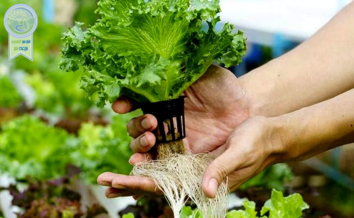هیدروپونیک: راهی برای تولید محصولات سالم و ارگانیک+ ویدئو

