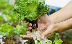 هیدروپونیک: راهی برای تولید محصولات سالم و ارگانیک+ ویدئو

