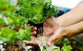 هیدروپونیک: راهی برای تولید محصولات سالم و ارگانیک+ ویدئو

