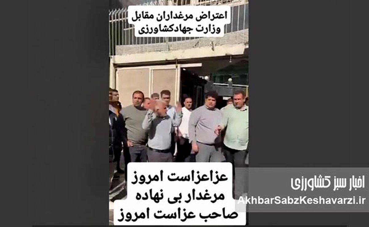 فریاد مرغداران بی‌نهاده؛ روز عزای صنعت طیور ایران+ ویدئو