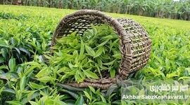 افزایش چشمگیر تولید برگ چای؛ برداشت امسال تا ۳۵٪ بیشتر می‌شود