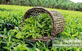 افزایش چشمگیر تولید برگ چای؛ برداشت امسال تا ۳۵٪ بیشتر می‌شود