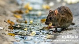 بحران موش‌های شهری؛ ضعف مدیریت پسماند پای وزارت بهداشت را وسط کشید