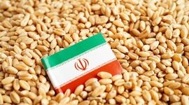 واردات گندم در آستانه تغییر؛ بخش خصوصی وارد میدان شد