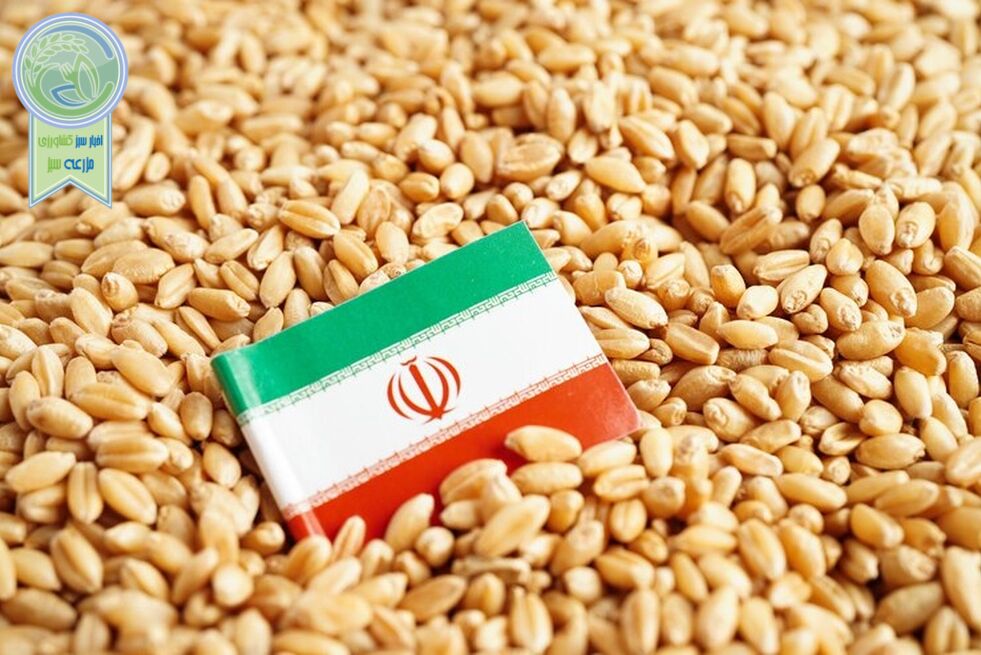 واردات گندم در آستانه تغییر؛ بخش خصوصی وارد میدان شد
