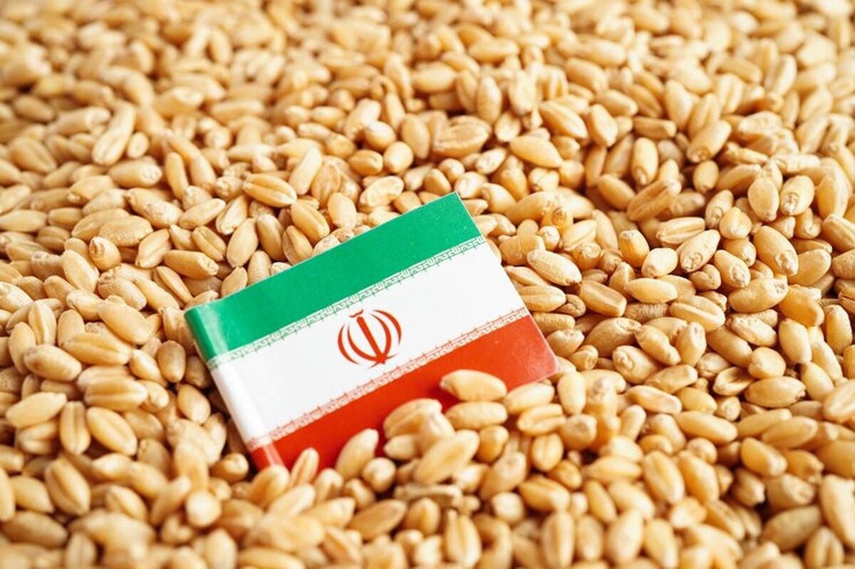 واردات گندم در آستانه تغییر؛ بخش خصوصی وارد میدان شد