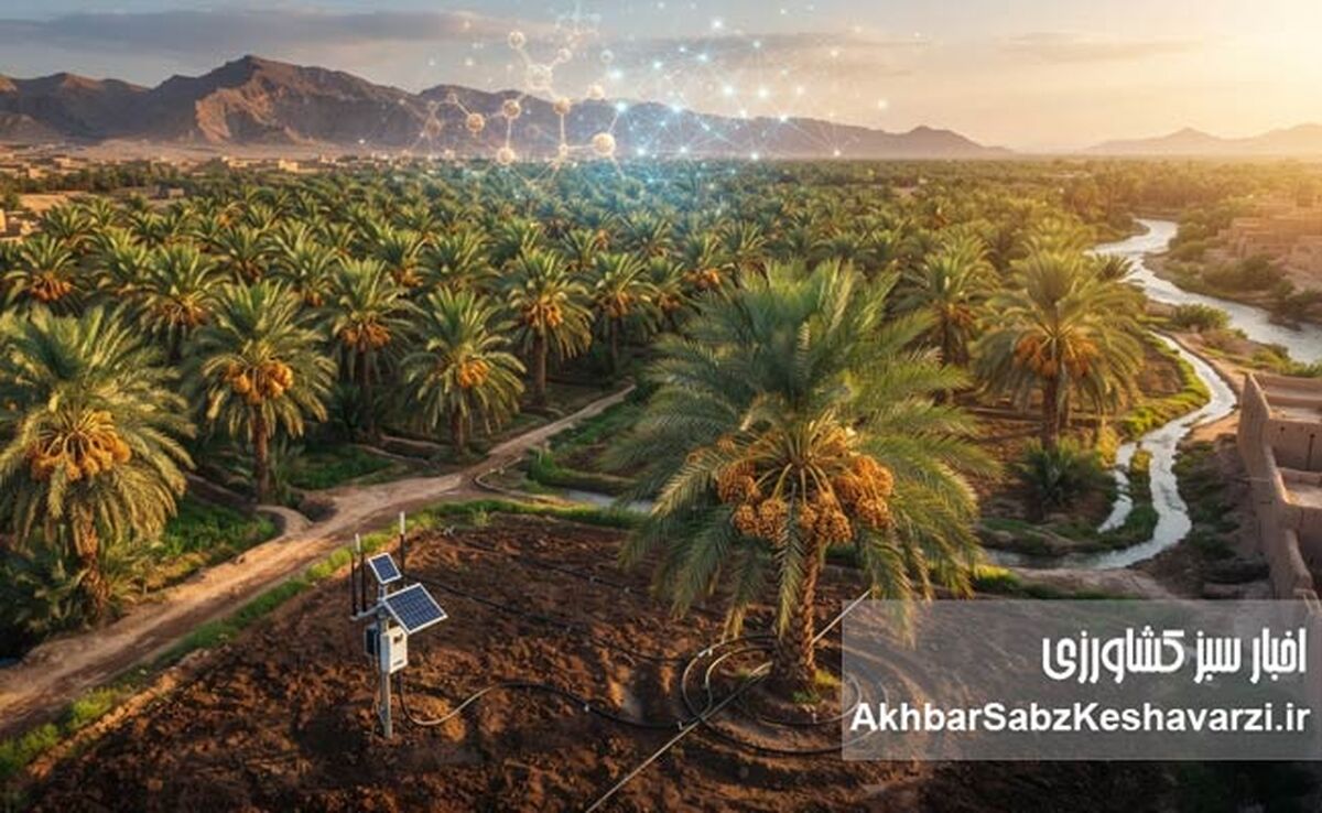 آینده نخلستان‌های ایران؛ چگونه تغذیه زیستی می‌تواند ایران را به قدرت نخست خرمای جهان تبدیل کند؟

