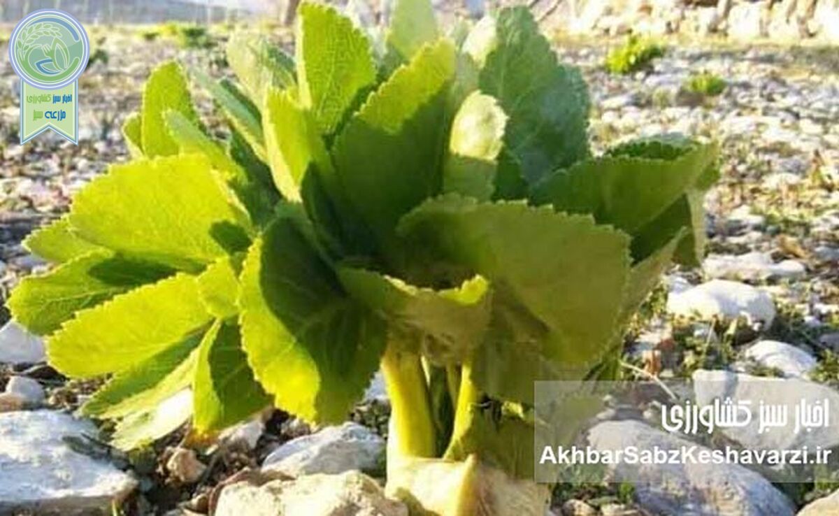 گیاهان دارویی ویژه ایران