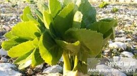 گیاهان دارویی ویژه ایران