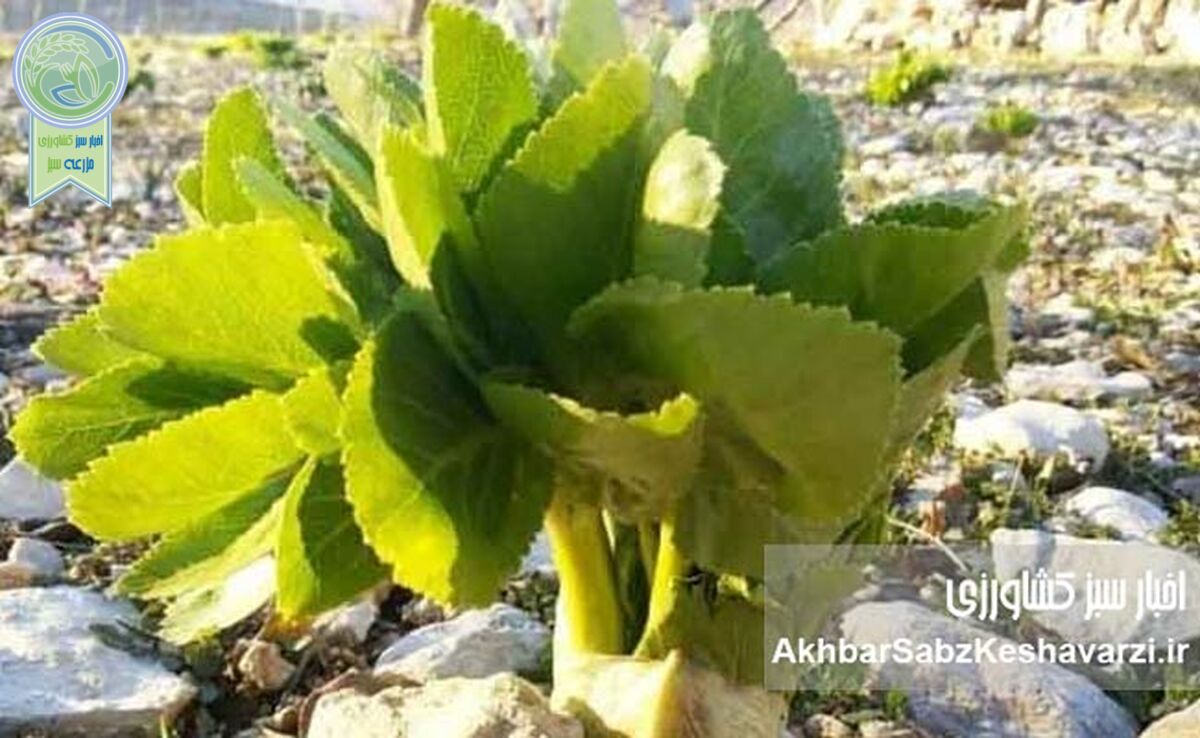 گیاهان دارویی ویژه ایران