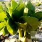گیاهان دارویی ویژه ایران