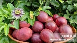 پشن‌فروت؛ میوه‌ای استوایی با طعمی جادویی و سودی طلایی