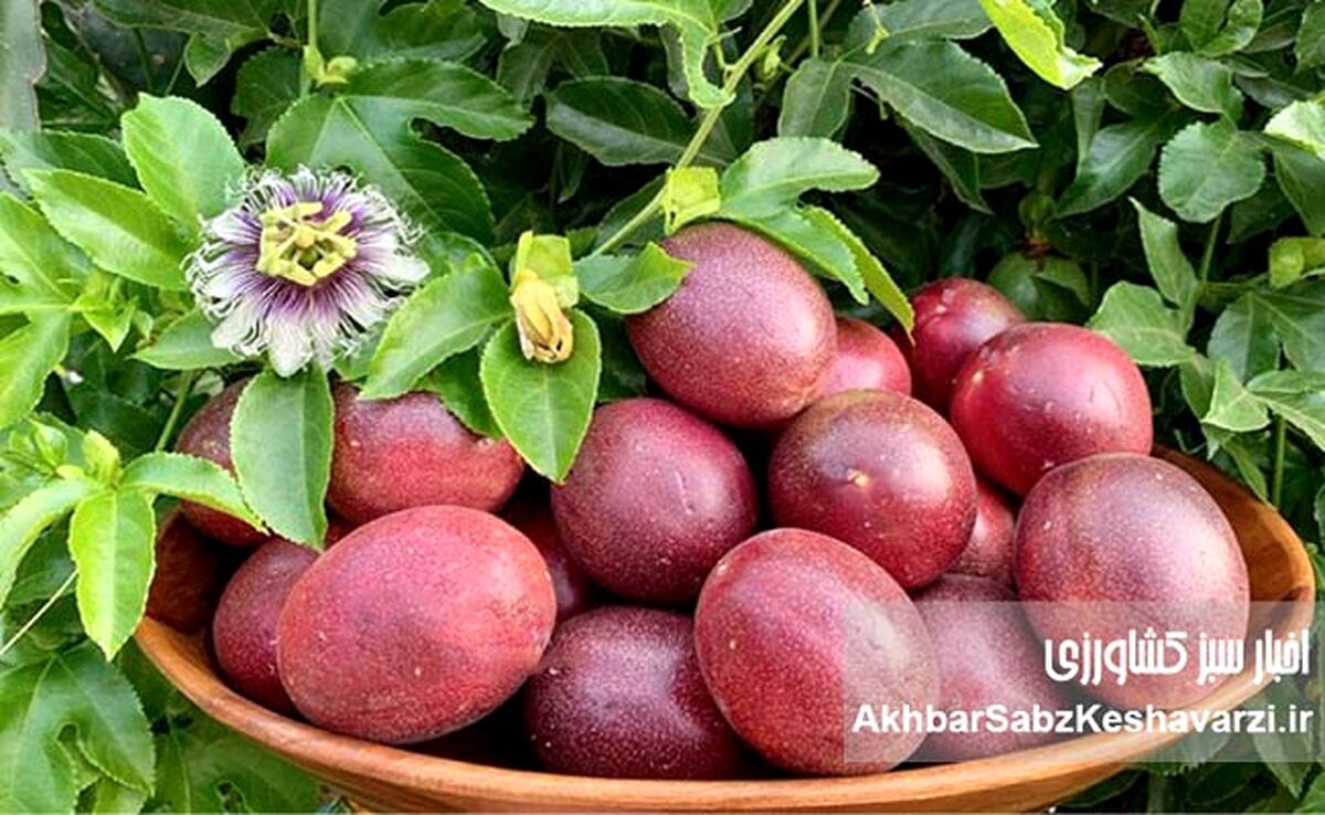 پشن‌فروت؛ میوه‌ای استوایی با طعمی جادویی و سودی طلایی