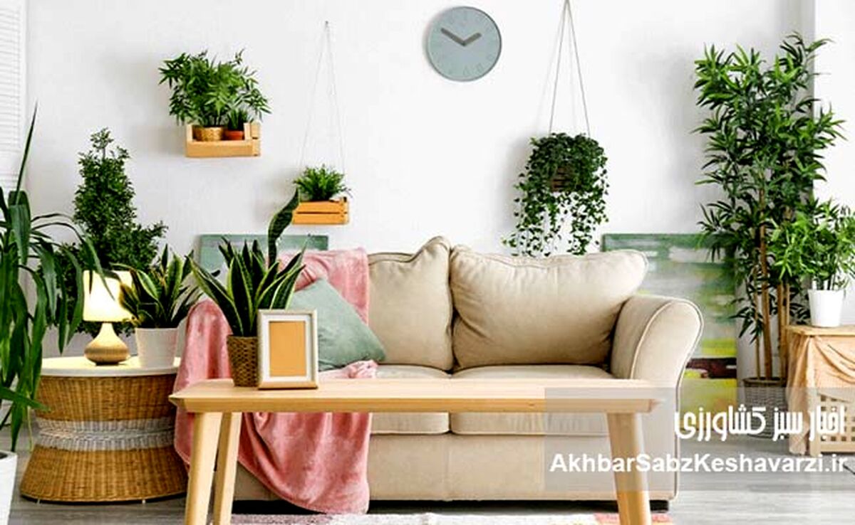 اهمیت استفاده از گیاهان در دکوراسیون داخلی